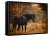 Horse and the Haystack-Jai Johnson-Framed Stretched Canvas