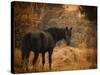 Horse and the Haystack-Jai Johnson-Stretched Canvas