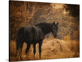 Horse and the Haystack-Jai Johnson-Stretched Canvas