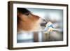 Horse and Toy Horse in Winter, Kiss.-Alexia Khruscheva-Framed Photographic Print