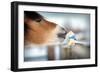 Horse and Toy Horse in Winter, Kiss.-Alexia Khruscheva-Framed Photographic Print