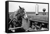 Horse and Tractor-John Vachon-Framed Stretched Canvas