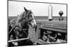 Horse and Tractor-John Vachon-Mounted Photographic Print