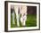 Horse Art Print-Blenda Tyvoll-Framed Art Print