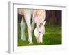 Horse Art Print-Blenda Tyvoll-Framed Art Print