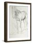 Horse at Coolmore, 1990-Antonio Ciccone-Framed Giclee Print