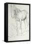 Horse at Coolmore, 1990-Antonio Ciccone-Framed Stretched Canvas