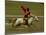 Horse at the Horse Racing Festival, Zhongdian, Deqin Tibetan Autonomous Prefecture, China-Pete Oxford-Mounted Photographic Print