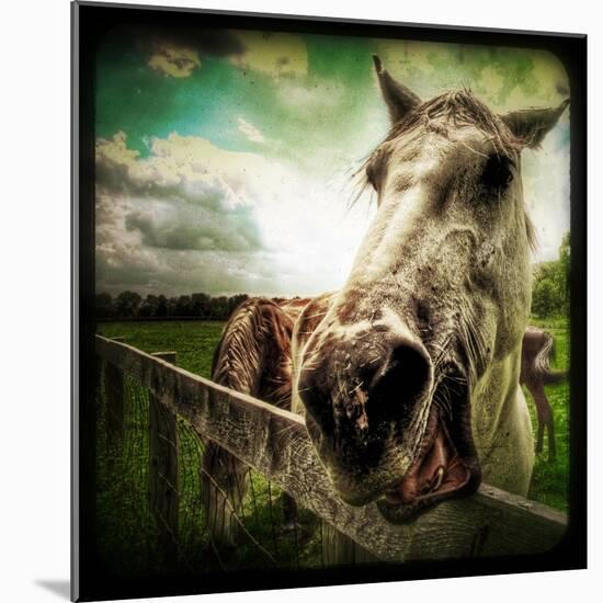 Horse Baring Teeth-Stephen Arens-Mounted Photographic Print