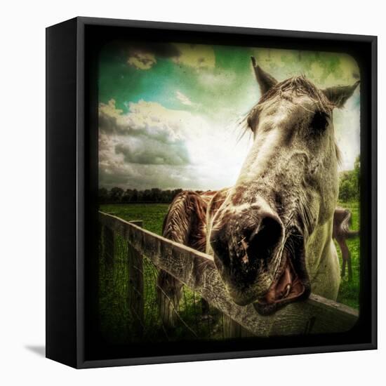 Horse Baring Teeth-Stephen Arens-Framed Stretched Canvas