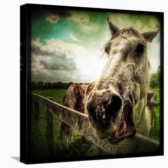 Horse Baring Teeth-Stephen Arens-Stretched Canvas