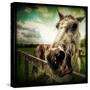 Horse Baring Teeth-Stephen Arens-Stretched Canvas