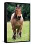 Horse Belgian Cart Horse-null-Framed Stretched Canvas