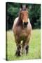 Horse Belgian Cart Horse-null-Stretched Canvas