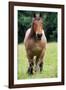 Horse Belgian Cart Horse-null-Framed Photographic Print