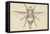 Horse Bot Fly (Gasterophilus Nasalis), Diptera, Drawing-null-Framed Stretched Canvas