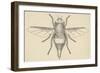 Horse Bot Fly (Gasterophilus Nasalis), Diptera, Drawing-null-Framed Giclee Print