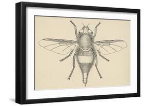 Horse Bot Fly (Gasterophilus Nasalis), Diptera, Drawing-null-Framed Giclee Print