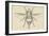 Horse Bot Fly (Gasterophilus Nasalis), Diptera, Drawing-null-Framed Giclee Print