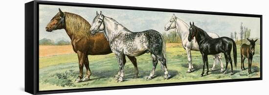 Horse Breeds: Belgian and Percheron Draft Horses, a Trotter, An Arabian, and a Donkey-null-Framed Stretched Canvas