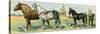 Horse Breeds: Belgian and Percheron Draft Horses, a Trotter, An Arabian, and a Donkey-null-Stretched Canvas