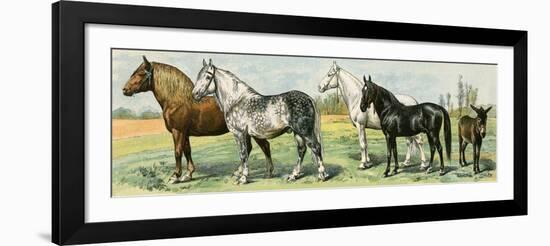 Horse Breeds: Belgian and Percheron Draft Horses, a Trotter, An Arabian, and a Donkey-null-Framed Giclee Print