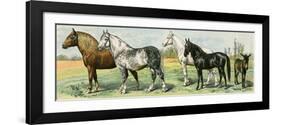 Horse Breeds: Belgian and Percheron Draft Horses, a Trotter, An Arabian, and a Donkey-null-Framed Giclee Print