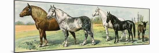 Horse Breeds: Belgian and Percheron Draft Horses, a Trotter, An Arabian, and a Donkey-null-Mounted Giclee Print