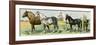 Horse Breeds: Belgian and Percheron Draft Horses, a Trotter, An Arabian, and a Donkey-null-Framed Giclee Print