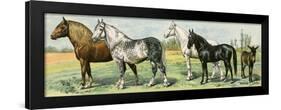 Horse Breeds: Belgian and Percheron Draft Horses, a Trotter, An Arabian, and a Donkey-null-Framed Giclee Print