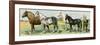 Horse Breeds: Belgian and Percheron Draft Horses, a Trotter, An Arabian, and a Donkey-null-Framed Giclee Print