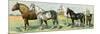 Horse Breeds: Belgian and Percheron Draft Horses, a Trotter, An Arabian, and a Donkey-null-Mounted Giclee Print