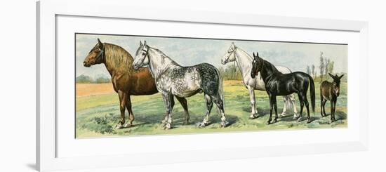 Horse Breeds: Belgian and Percheron Draft Horses, a Trotter, An Arabian, and a Donkey-null-Framed Premium Giclee Print