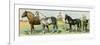Horse Breeds: Belgian and Percheron Draft Horses, a Trotter, An Arabian, and a Donkey-null-Framed Premium Giclee Print