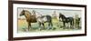 Horse Breeds: Belgian and Percheron Draft Horses, a Trotter, An Arabian, and a Donkey-null-Framed Premium Giclee Print