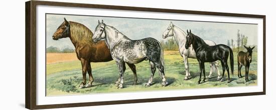 Horse Breeds: Belgian and Percheron Draft Horses, a Trotter, An Arabian, and a Donkey-null-Framed Premium Giclee Print