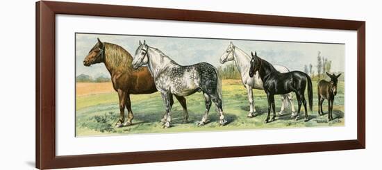 Horse Breeds: Belgian and Percheron Draft Horses, a Trotter, An Arabian, and a Donkey-null-Framed Premium Giclee Print