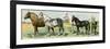 Horse Breeds: Belgian and Percheron Draft Horses, a Trotter, An Arabian, and a Donkey-null-Framed Premium Giclee Print