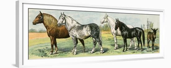 Horse Breeds: Belgian and Percheron Draft Horses, a Trotter, An Arabian, and a Donkey-null-Framed Premium Giclee Print