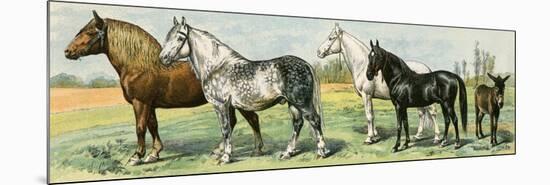 Horse Breeds: Belgian and Percheron Draft Horses, a Trotter, An Arabian, and a Donkey-null-Mounted Premium Giclee Print