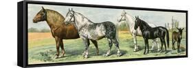 Horse Breeds: Belgian and Percheron Draft Horses, a Trotter, An Arabian, and a Donkey-null-Framed Stretched Canvas