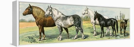 Horse Breeds: Belgian and Percheron Draft Horses, a Trotter, An Arabian, and a Donkey-null-Framed Stretched Canvas