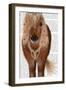 Horse Brown Pony with Bells, Full-Fab Funky-Framed Art Print