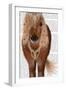 Horse Brown Pony with Bells, Full-Fab Funky-Framed Art Print