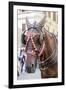 Horse Carriage. Rome. Italy.-Tom Norring-Framed Photographic Print
