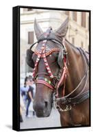 Horse Carriage. Rome. Italy.-Tom Norring-Framed Stretched Canvas