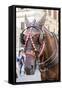 Horse Carriage. Rome. Italy.-Tom Norring-Framed Stretched Canvas