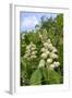 Horse Chestnut (Aesculus Hippocastanum) Flower Candelabras, Wiltshire, England, United Kingdom-Nick Upton-Framed Photographic Print