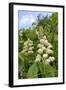 Horse Chestnut (Aesculus Hippocastanum) Flower Candelabras, Wiltshire, England, United Kingdom-Nick Upton-Framed Photographic Print