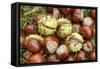 Horse Chestnut Conkers-null-Framed Stretched Canvas